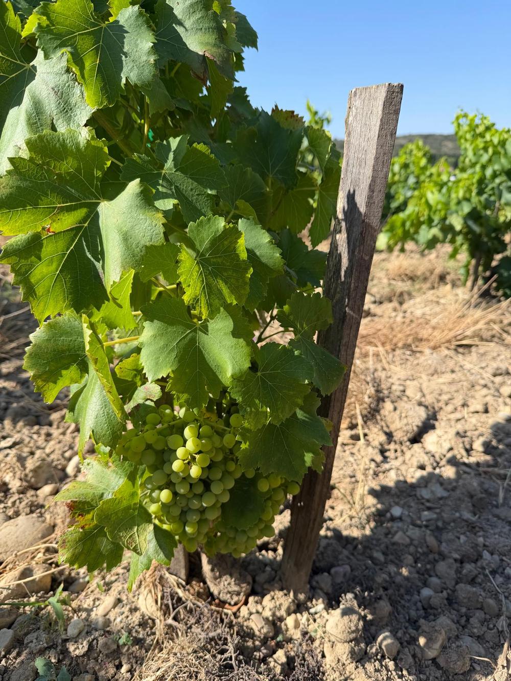 Voyage Chateau Neuf