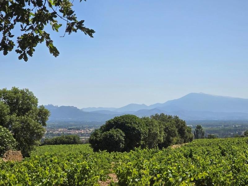 Balcon somptueux du Ventoux: bienvenue au domaine Féraud de Chateau-Neuf-du-Pape